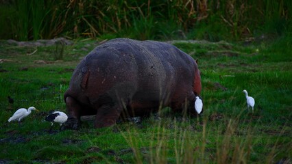 hippopotamus resting on the grass