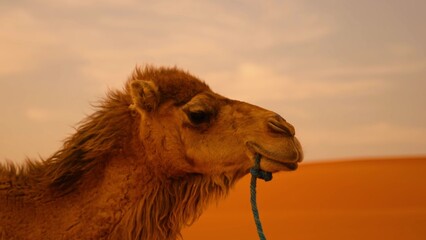 portrait of a camel