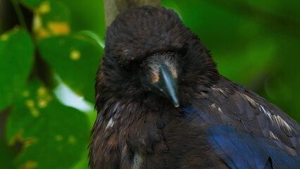 black winged blackbird