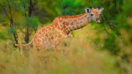 giraffe eating grass