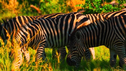 zebra in the grass