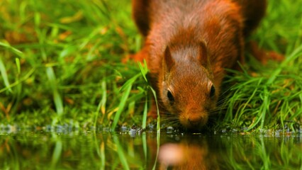 red squirrel in the grass