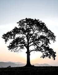 Silhouetted tree at sunrise