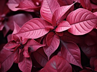 Vibrant red leaves showcasing intricate textures in a close-up botanical composition