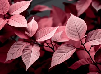 Beautiful red leaves creating a captivating natural background in soft focus