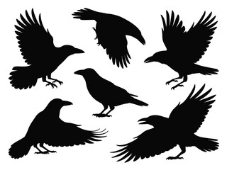 Obraz premium A collection of five black raven silhouettes in various poses including flying and perching on a white background