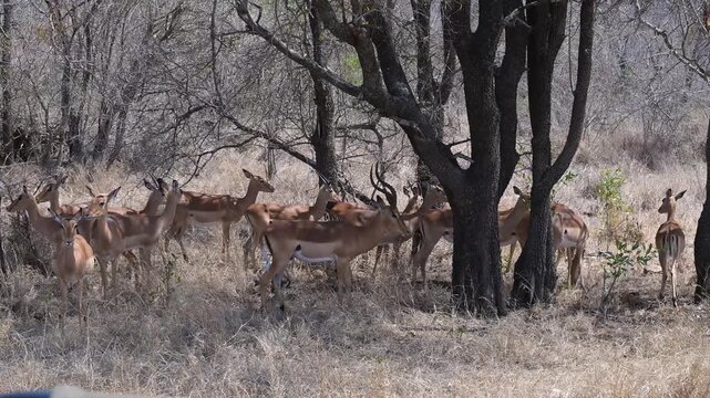 Afrikanische Tiere Impalas im Busch vom Kr&uuml;ger National Park S&uuml;dafrika