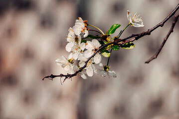 cherry blossom in spring