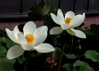 wonderful,pretty white flowers of lotus plant