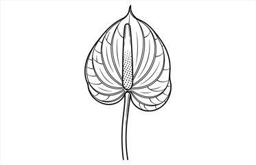 Vector art of a detailed line drawing of an anthurium flower, showcasing its unique heartshaped spathe and spadix, , capturing the elegance of the tropical bloom
