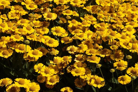yellow flowers of Helenium autumnale.. plant in a garden