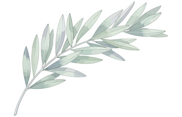 Vector art of watercolor illustration of an olive branch delicate botanical drawing of a twig with leaves in pastel green and blue shades, perfect for wedding invitations