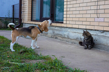 Beagle barking playfully at a curious cat near a cozy home on a sunny afternoon