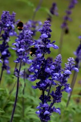 Obraz premium lila, small, flowers of salvia farinacea plant close up,