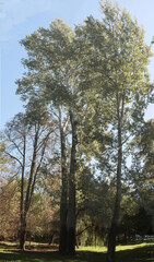 Fototapeta premium very high Poplar trees in the park