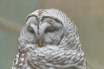 A rescued Barn Owl, inside an enclosure at The Raptor Trust in Millington, New Jersey.  