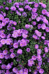 pretty lila asters in a garden close up