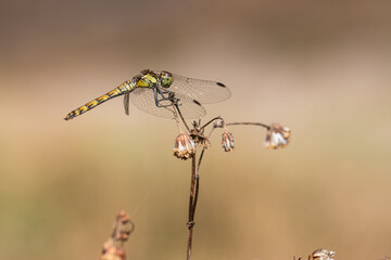 dragonfly close-up 