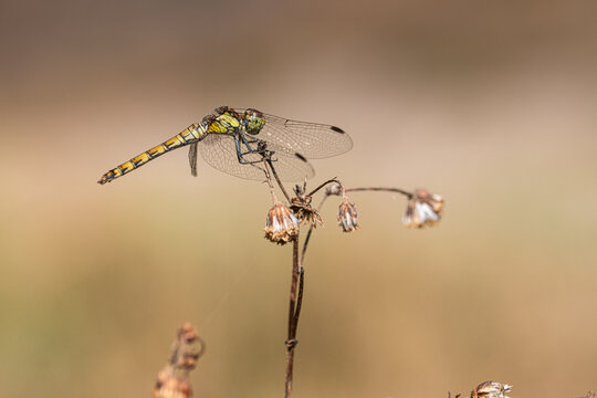 dragonfly close-up 