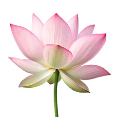 Fototapeta premium A delicate pink lotus flower with layered petals and a green stem isolated on a transparent background