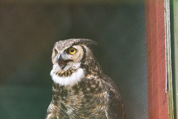 A rescued Great Horned Owl, in a pen at The Raptor Trust in Millington, New Jersey.  