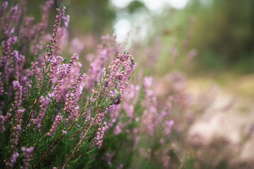 Naklejka premium Close-up of blooming heather with delicate spider web among green stems, captured in soft light—evoking tranquility and natural detail in a Polish forest.