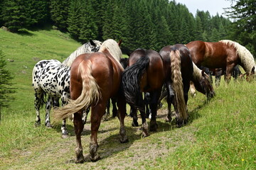 Fototapeta premium Bunt gemischte Herde aus Noriker Hengsten auf der Weide am Waldrand