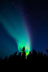 Dancing Lights of the Aurora Sky