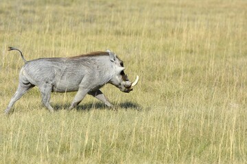 Warzenschwein (Phacochoerus africanus) läuft durch die Savanne im Etoscha Nationalpark in Namibia