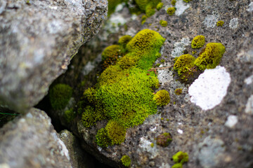 Closeup of bright green moss growing on rough stone surface