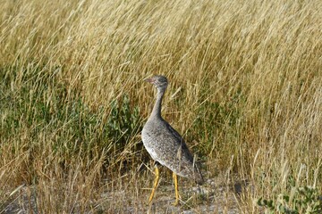 Weibliche Gackeltrappe (afrotis afra) im Etoscha Nationalpark in Namibia