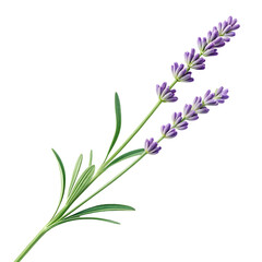 Fototapeta premium A single sprig of lavender with delicate purple blossoms and green leaves isolated on a transparent background