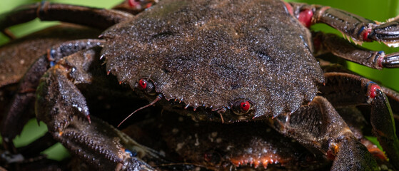 Close-up detail of a live crab
