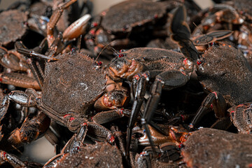 Close-up detail of a live crab