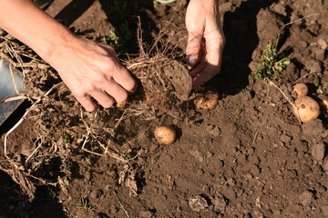 Hands holding potato plant roots with fresh potatoes above ground, several potatoes lying on the soil, organic farming and harvest concept