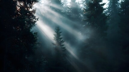 Sunlight filtering through misty evergreen forest trees creating dramatic light beams