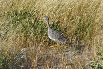 Weibliche Gackeltrappe (afrotis afra) im Etoscha Nationalpark in Namibia