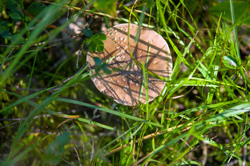 Grzyb Muchomor kapelusz wśród zielonej trawy widok z góry. © Monika