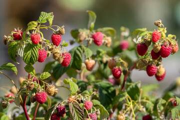 Close-up of ripe red raspberries growing on a bush in the garden. Fresh organic berries on green branches, symbolizing healthy food, summer harvest, and natural farming