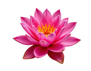 Fototapeta premium Vibrant Pink Water Lily Blossoming in Still Water Pond Environment