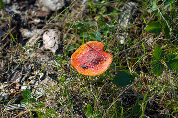 Grzyb Muchomor czerwony kapelusz wśród zielonej trawy widok z góry.   © Monika