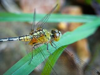 Vibrant Yellow Dragonfly Perched on a Green Blade