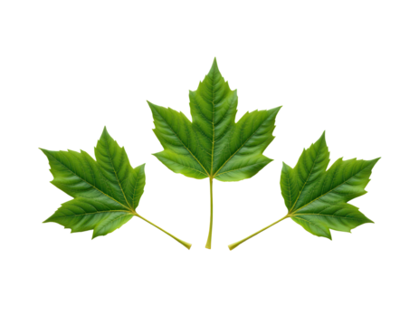 Fresh Green Leaves Isolated on Transparent Background for Design Use