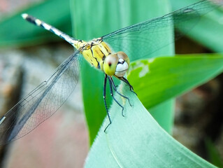 Yellow Dragonfly Perched on a Green Leaf