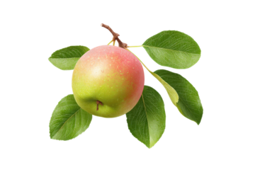 Ripe red and green apple with leaves isolated on black background, cut out