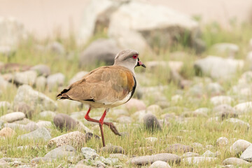 hermoso queltehue caminando en un terreno con piedras