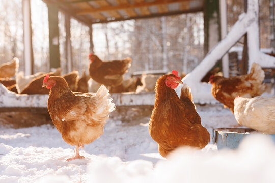Free range hens on snowy farm in winter sun, organic poultry and eco eggs