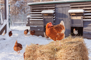 Hen on hay bale at snowy chicken coop for organic eggs in winter © st.kolesnikov