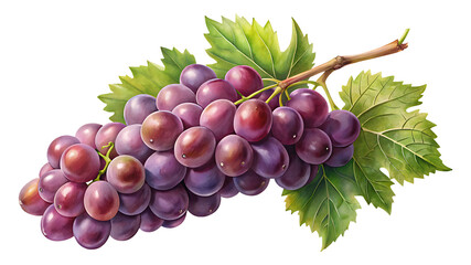 Fototapeta premium Beautiful watercolor painting of a bunch of ripe red grapes with leaves