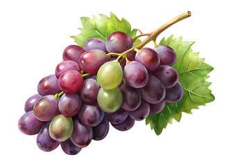 Fototapeta premium Watercolor illustration of a beautiful bunch of grapes with leaves on white